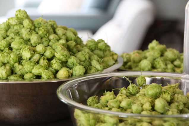 hop_harvest_2012_sm